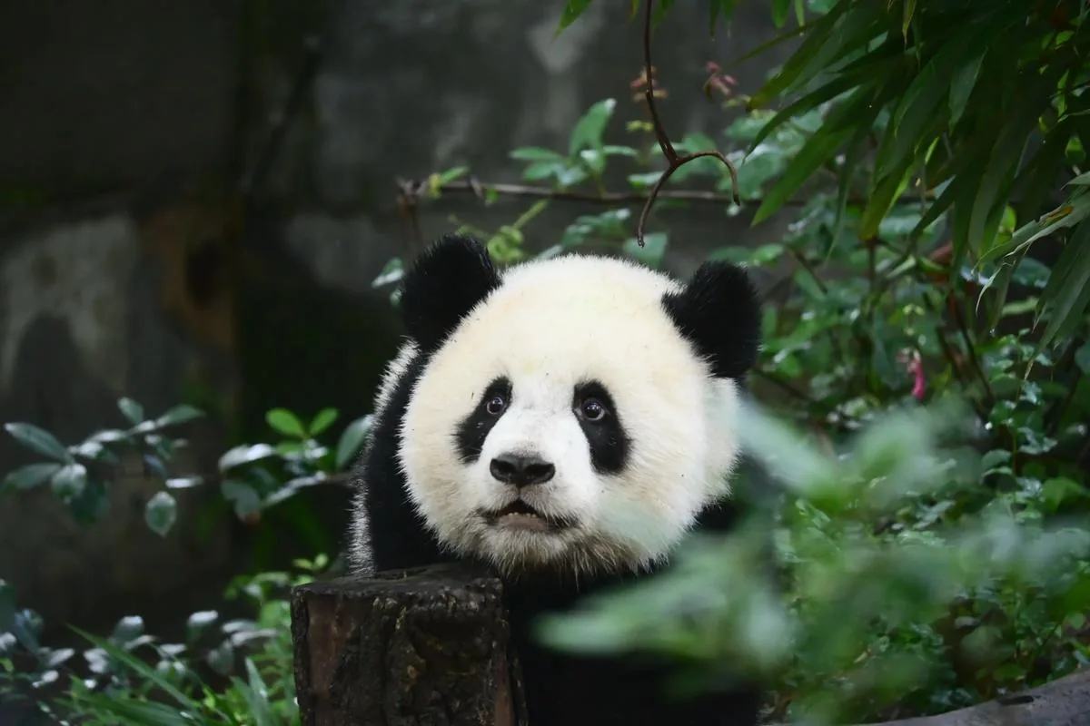 A giant panda in a bamboo forest