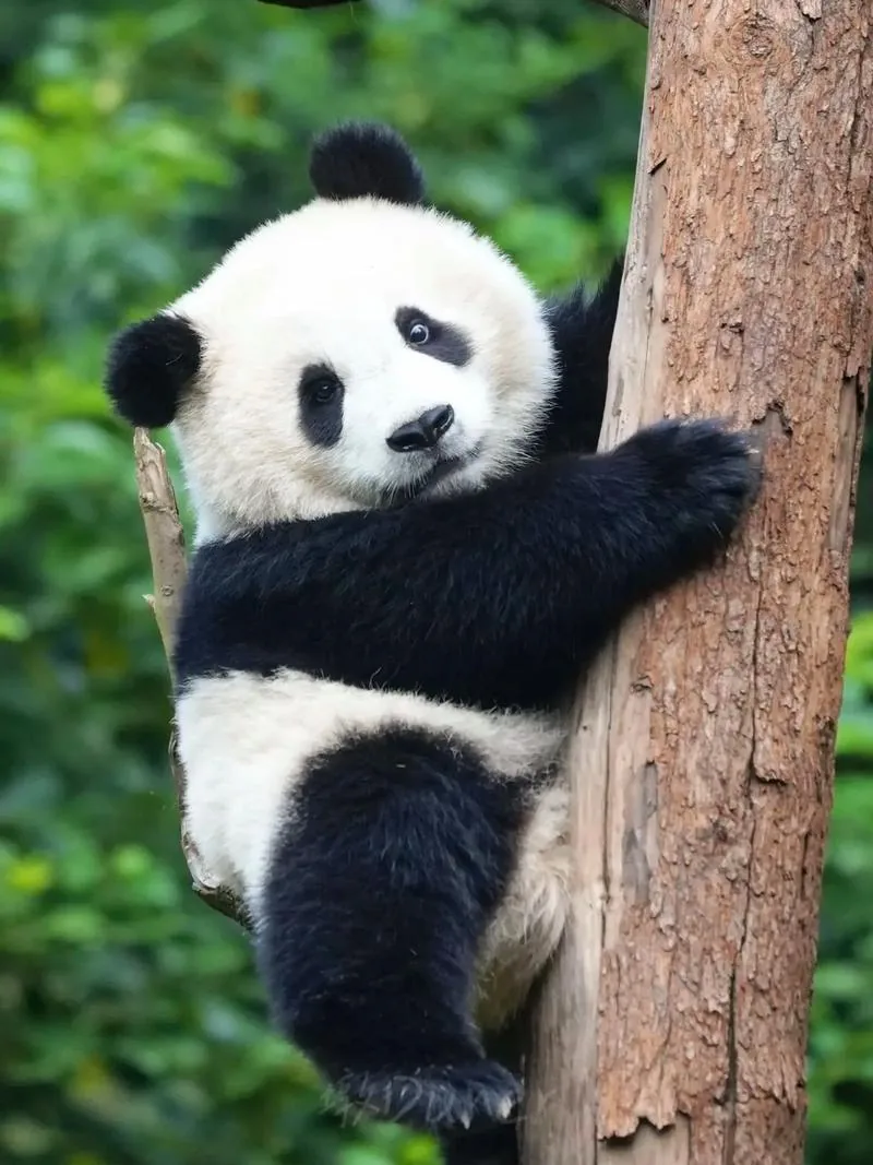 Intimate contact with giant pandas